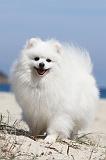 SPITZ ALLEMAND 176